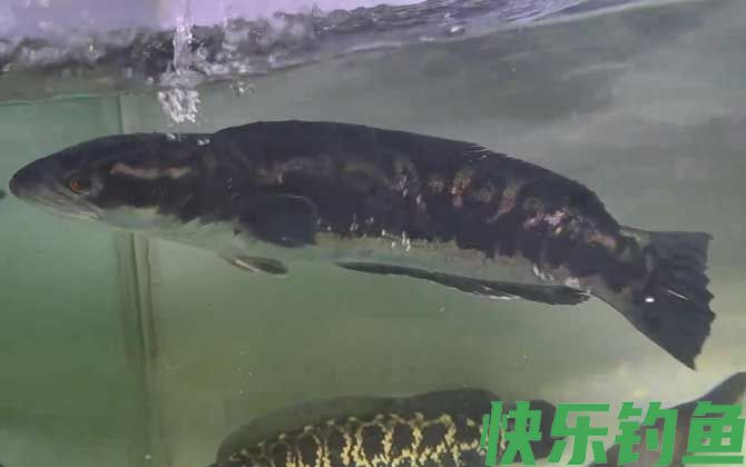 大铅笔是什么鱼