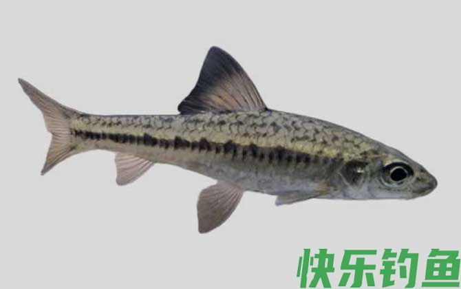 暗斑银鮈是什么鱼