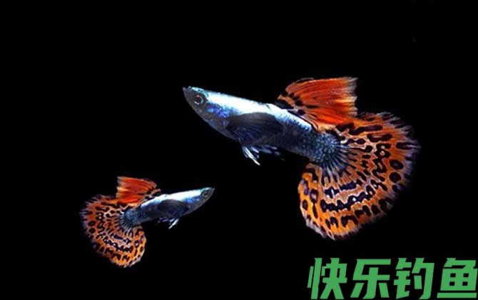 孔雀鱼品种及图片大全