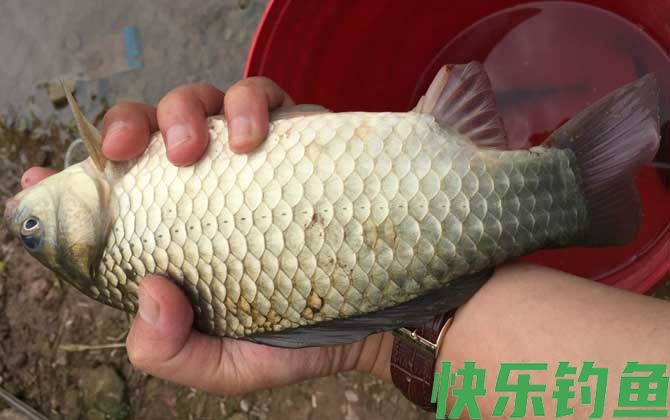 钓鲫鱼