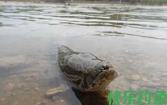 黑鱼