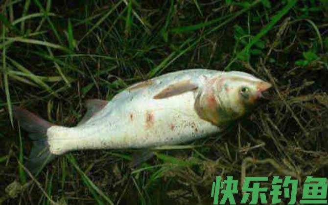 鲢鱼