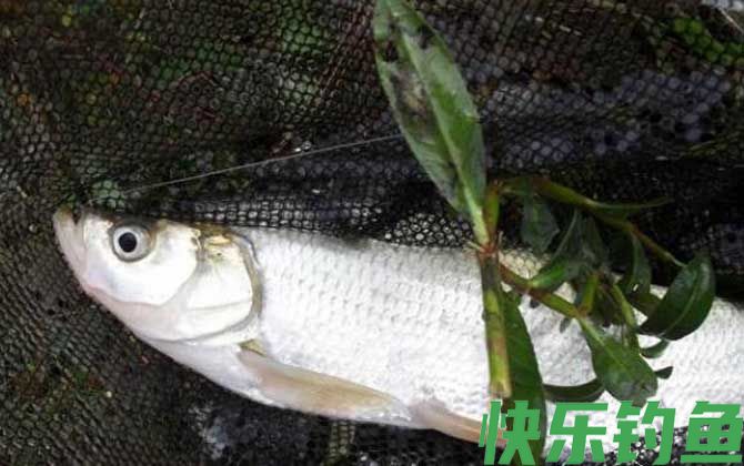 黑坑钓翘嘴