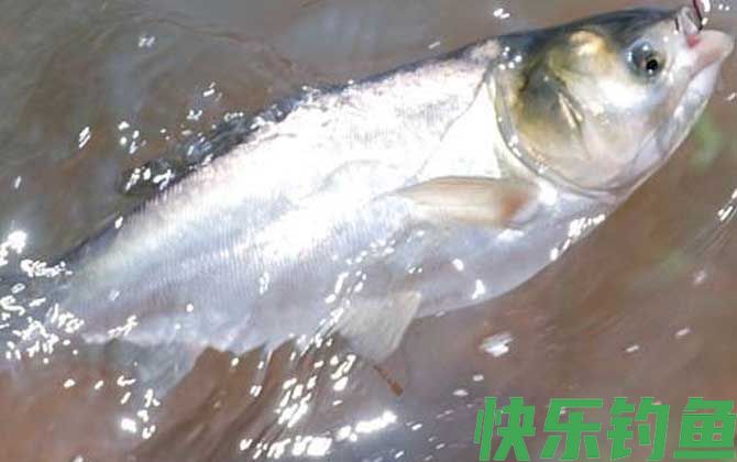 手竿钓鲢鳙