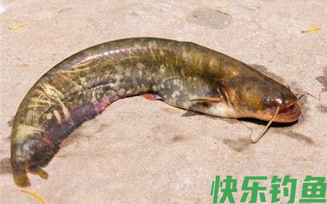 鲶鱼