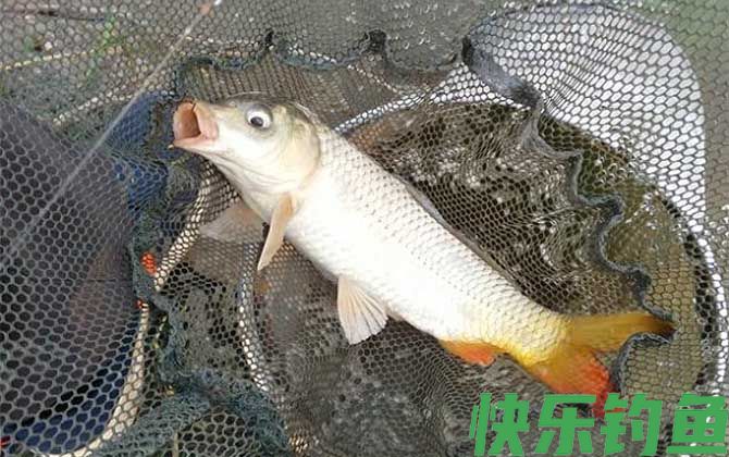 鲤鱼