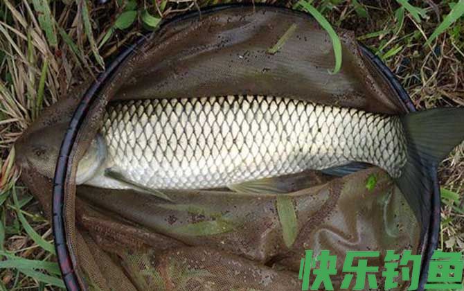 草鱼