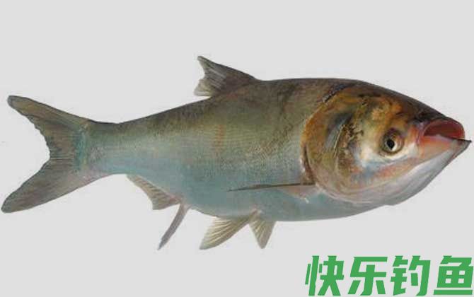 钓鲢鱼