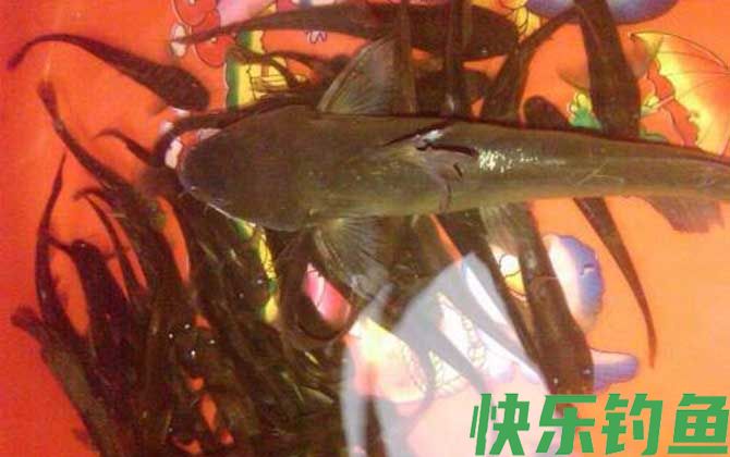 黄颡鱼
