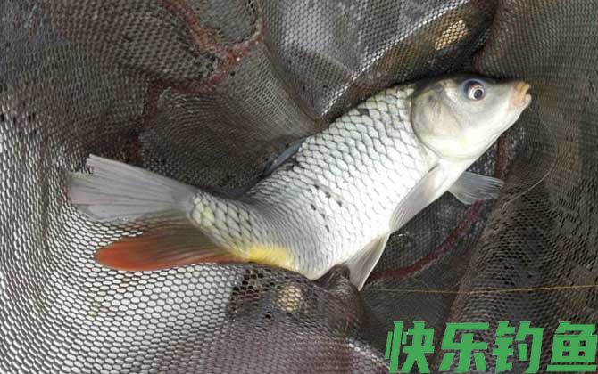 鲤鱼