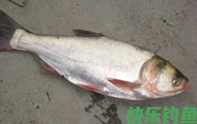 鲢鳙