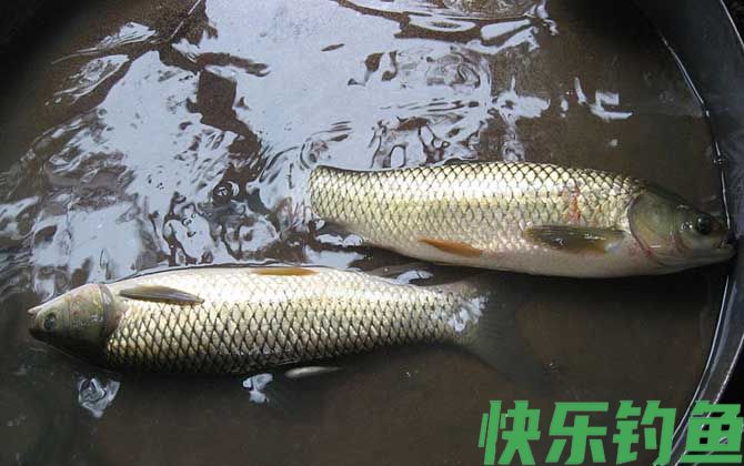 草鱼