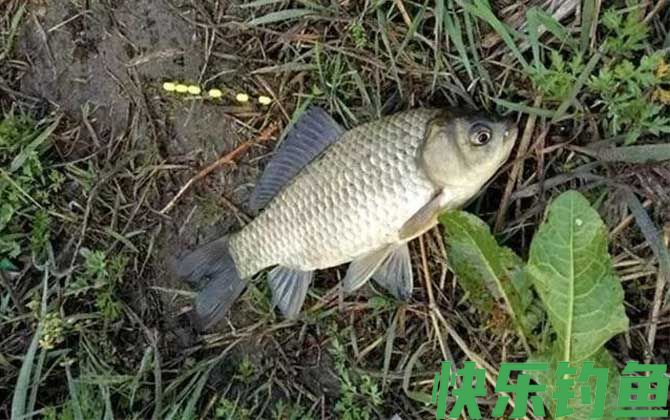 野钓鲫鱼
