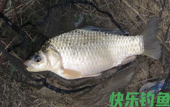 秋钓鲫鱼