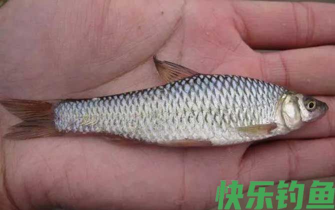 钓麦穗鱼