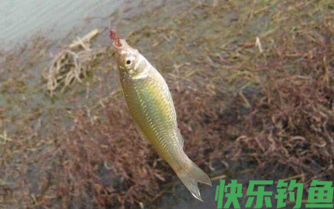 钓麦穗鱼