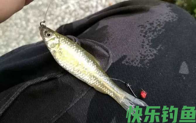 钓麦穗鱼