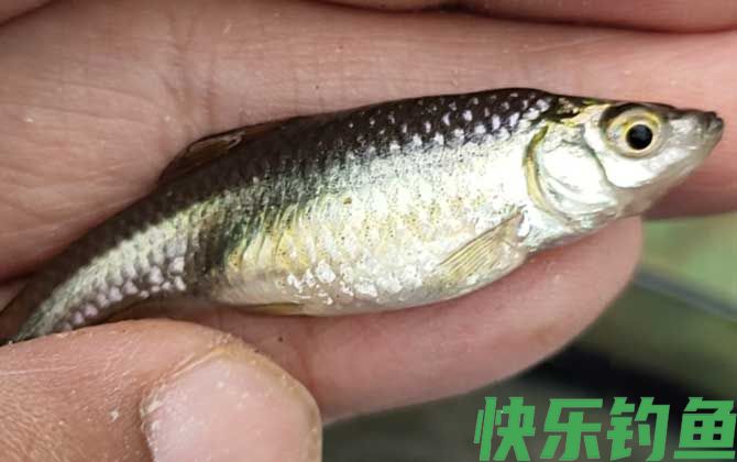 钓麦穗鱼