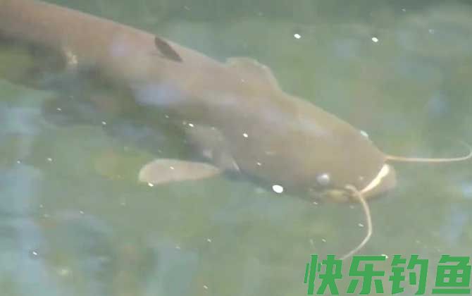 钓鲶鱼