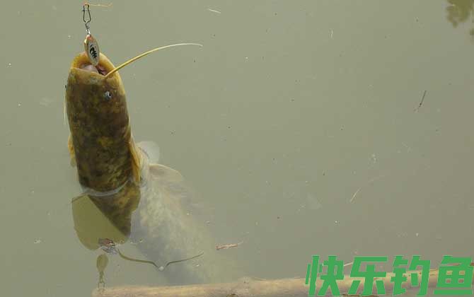 钓鲶鱼