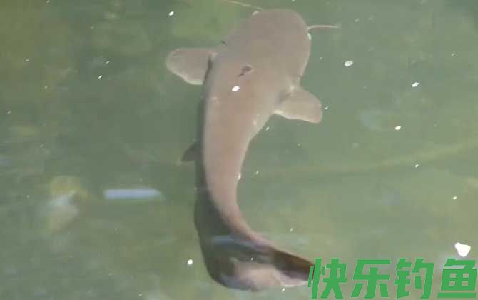 钓鲶鱼