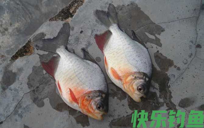 鲳鱼
