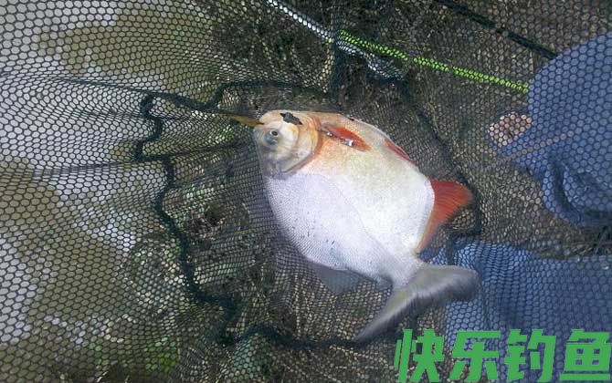 鲳鱼