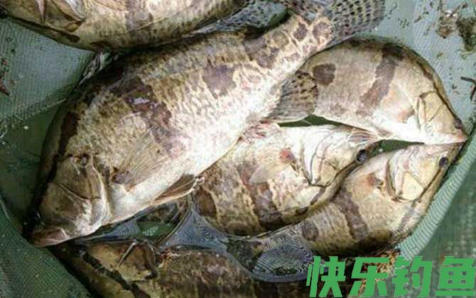 路亚鳜鱼