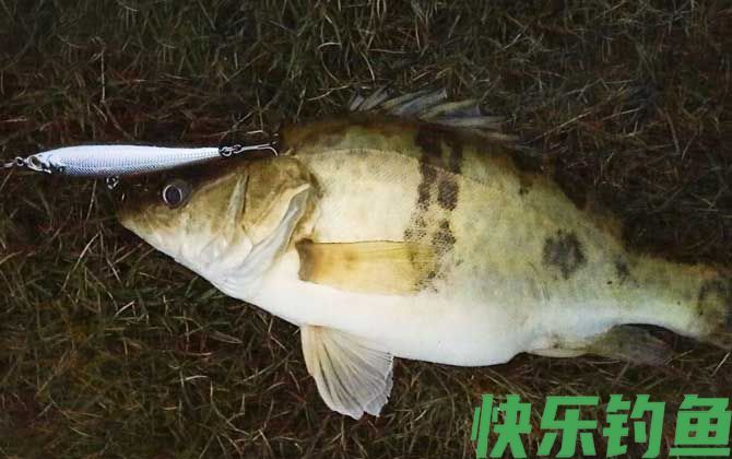 路亚鳜鱼