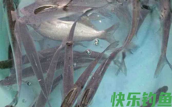 钓白条鱼