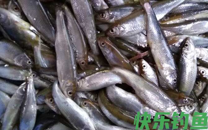 钓白条鱼