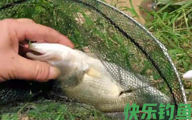 路亚鲈鱼