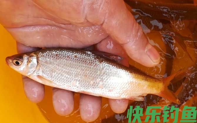 钓黄尾鱼