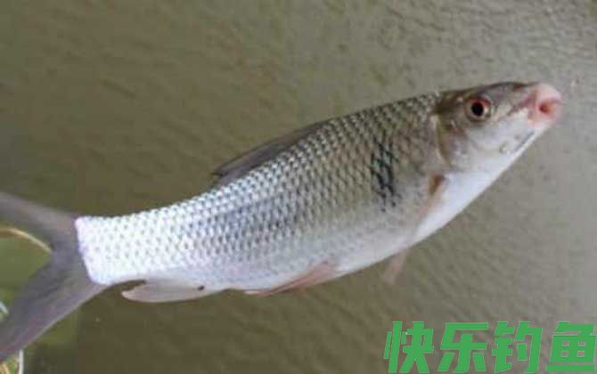 钓鲮鱼