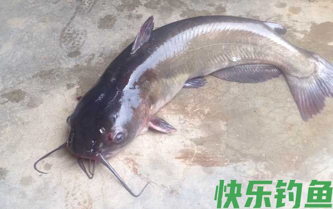 鲶鱼