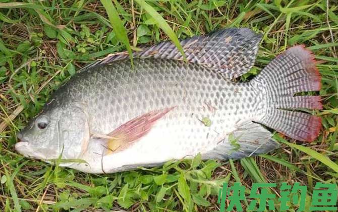 罗非鱼