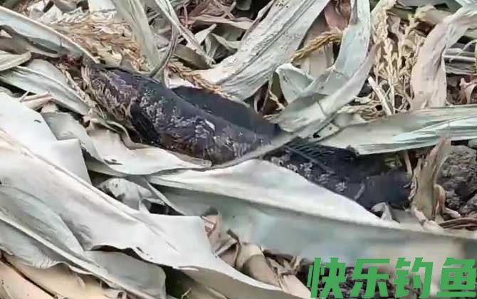 路亚黑鱼