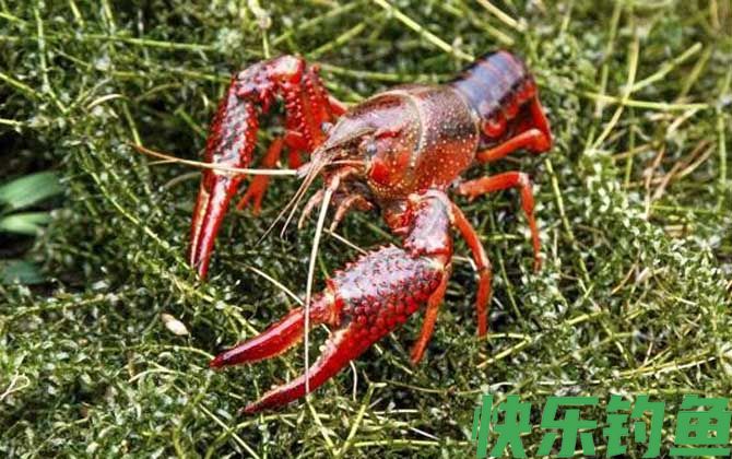 潜江龙虾