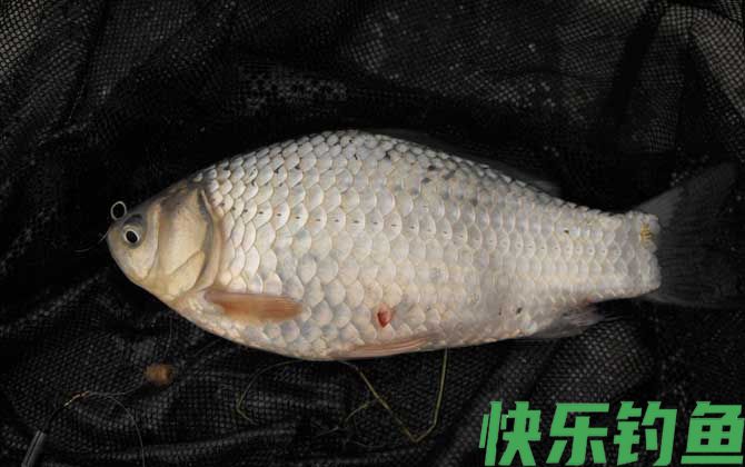 彭泽鲫