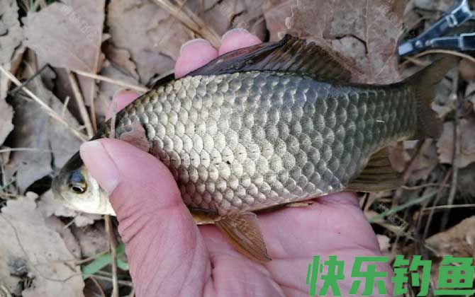 淇河鲫