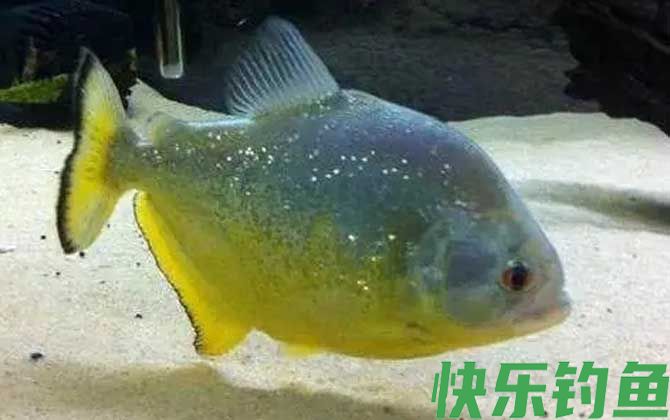 食人鱼