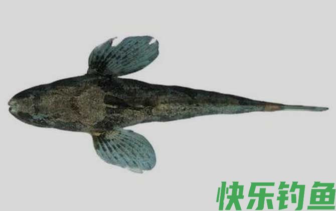 松江鲈