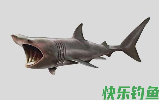 姥鲨