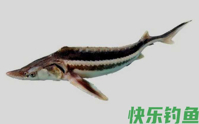 裸腹鲟