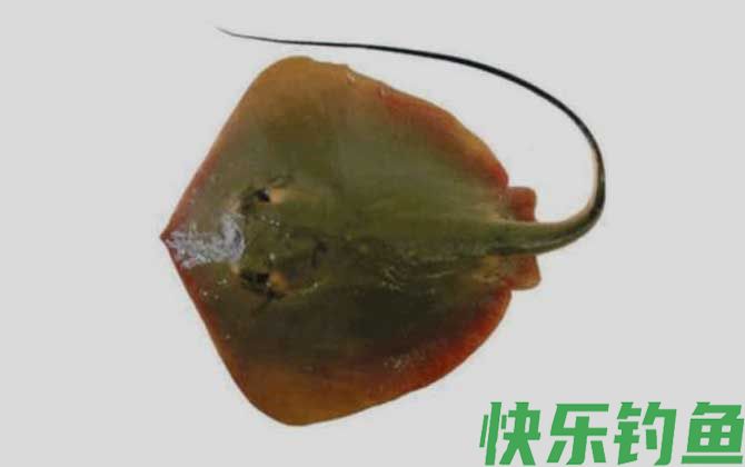 黄魟