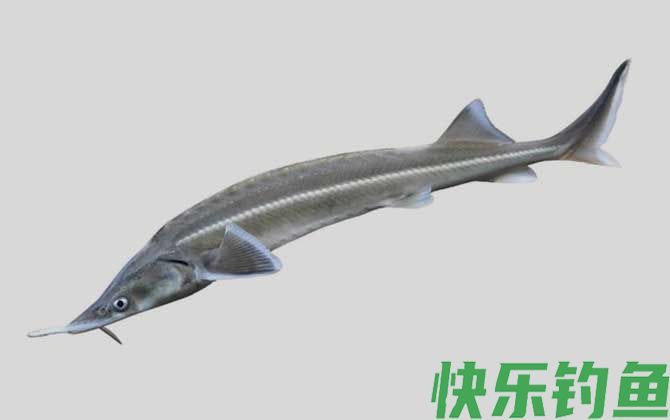 小体鲟