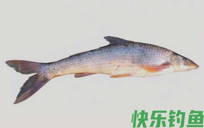 山白鱼
