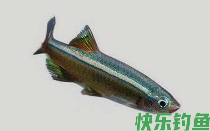 唐鱼