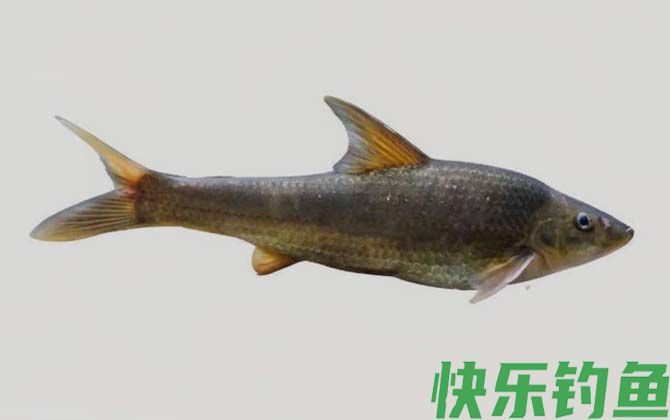 长鳍吻鮈