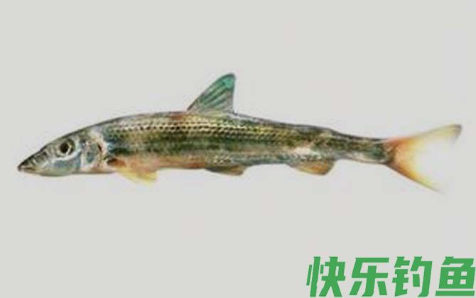 大鼻吻鮈